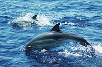 Dolphine in the straits of Gibraltar