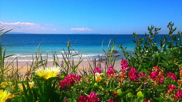 Flores en la playa de Tarifa